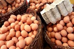 قیمت تخم مرغ 20 عددی چند |  جدول قیمت انواع تخم مرغ بسته بندی