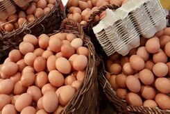 تخم مرغ بی خود و بی جهت گران شد/ حذف ارز 4200 تومانی دلیل آن نیست
