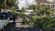 هشدار هواشناسی|  احتمال شکستن درختان و سقوط تابلوها