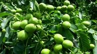 استعلام قیمت و خرید نهال گردو در کمتر از ۳ دقیقه