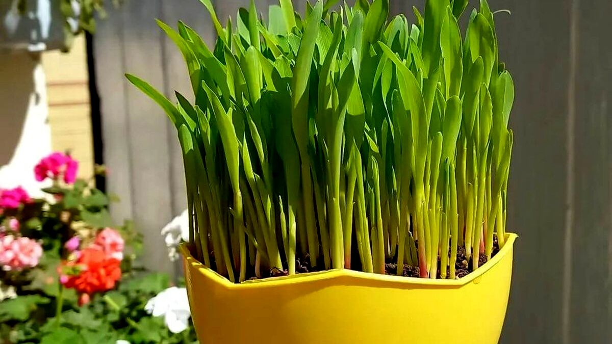ترفند درست کردن سبزه انار برای عید نوروز