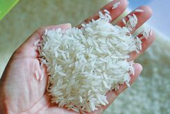 برنج طبیعت هندی است یا ایرانی؟