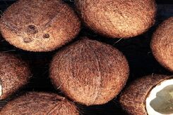 ماجرای نارگیل‌های سمی در اصفهان چیست؟