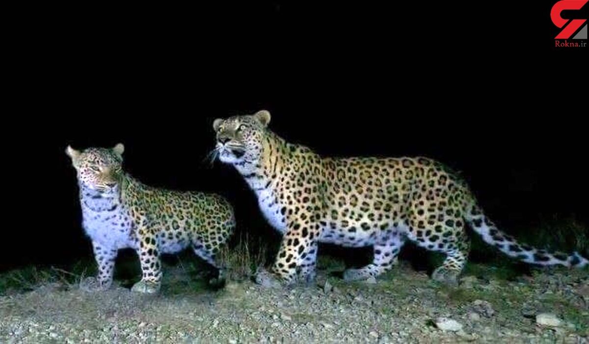 مشاهده 2 پلنگ نر و ماده برای اولین بار در نیشابور + عکس