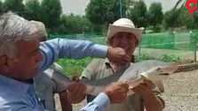 ورود کوسه ها به آب های خوزستان! ؛ آبادانی ها ترسیدند