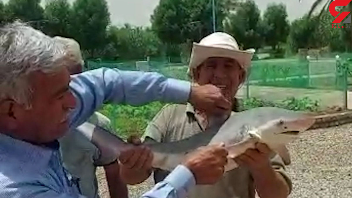 ورود کوسه ها به آب های خوزستان! ؛ آبادانی ها ترسیدند