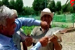 ورود کوسه ها به آب های خوزستان! ؛ آبادانی ها ترسیدند