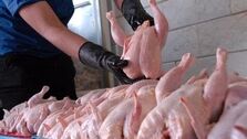 قیمت واقعی مرغ چند است؟ | به چه شرطی قیمت مرغ ارزان می شود؟